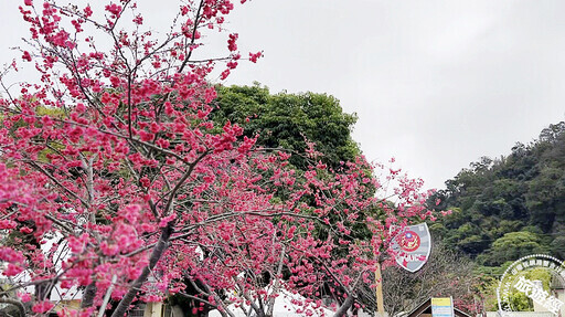 台中賞櫻花開資訊懶人包 麗寶樂園228連假優惠199入園 ！ - 旅遊經