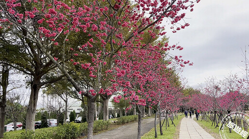 台中賞櫻花開資訊懶人包 麗寶樂園228連假優惠199入園 ！ - 旅遊經