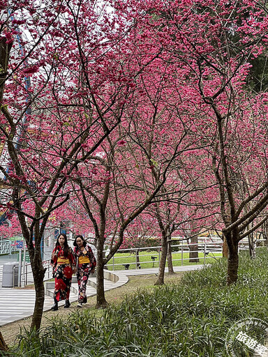 九族櫻花季邀您「藝」起加入「唱、詩」搬 與櫻來一場浪漫對話！ - 旅遊經