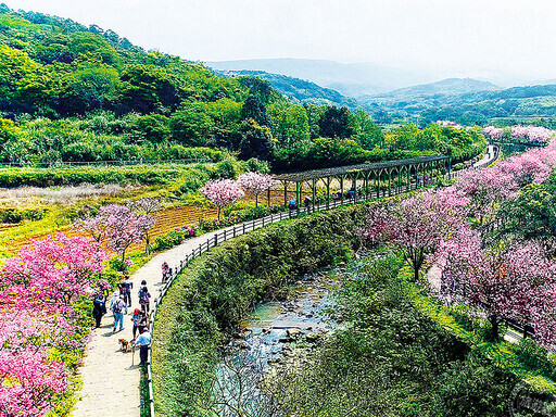 新北賞櫻訊息大公「開」 追櫻賞花兼農遊！ - 旅遊經