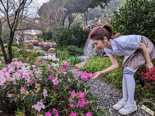 新北賞櫻訊息大公「開」 追櫻賞花兼農遊！ - 旅遊經