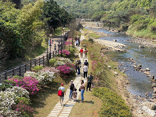 新北賞櫻訊息大公「開」 追櫻賞花兼農遊！ - 旅遊經