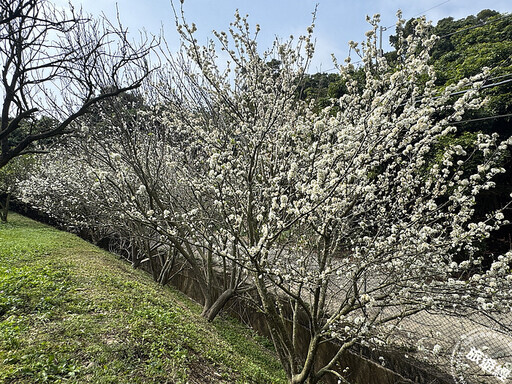 彰化228連假3花展春 李花、櫻花、黃花風鈴木正盛開中 - 旅遊經