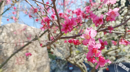 彰化228連假3花展春 李花、櫻花、黃花風鈴木正盛開中 - 旅遊經