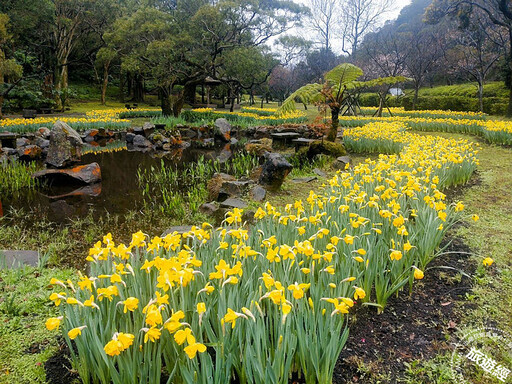 228連假-3月，陽明山賞花「趣」！ 昭和櫻、水仙及海芋齊綻美 - 旅遊經