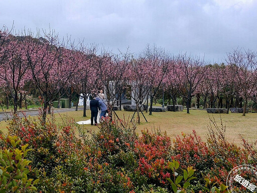 228連假-3月，陽明山賞花「趣」！ 昭和櫻、水仙及海芋齊綻美 - 旅遊經