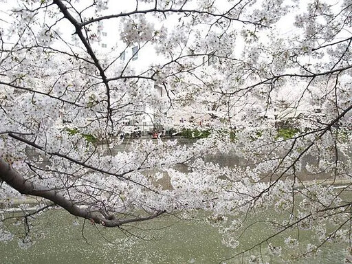 東京首選的賞櫻勝地 目黑川 - 太陽網