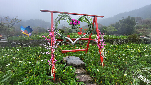 2025竹子湖海芋季在白色情人節登場 白色海芋展現優雅的浪漫 - 旅遊經