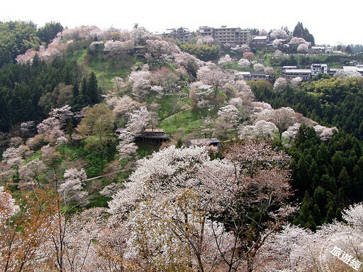 粉色櫻浪來襲，「五個日韓賞櫻景點」推薦！ - 旅遊經