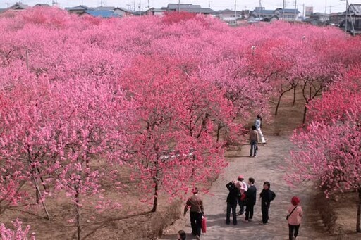 茨城縣第49屆 古河桃花祭 - 太陽網