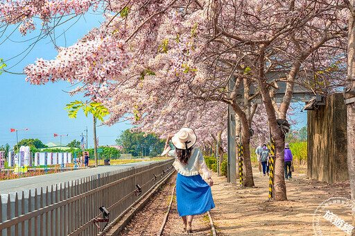 3月「花」現臺南之美 蘭展、麝香、木棉、蜀葵、花旗木等花枝「招」展 - 旅遊經