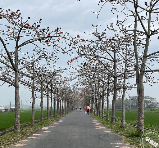 3月「花」現臺南之美 蘭展、麝香、木棉、蜀葵、花旗木等花枝「招」展 - 旅遊經