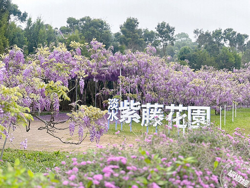 「紫」邀您來 新北推滬尾紫藤花一日遊 - 旅遊經