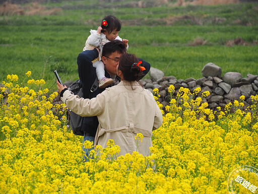 【濟州】櫻花、油菜花「花開正好」 一次收納「苦盡柑來」油菜花海+櫻花盛開美景 - 旅遊經