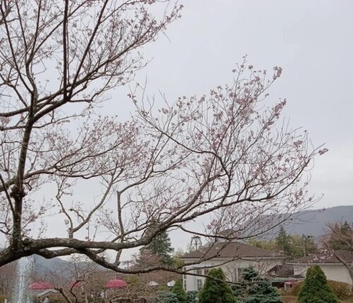箱根強羅公園 日本最早的法式花園 - 太陽網