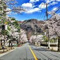 栃木縣日光市賞櫻期間至5月上旬 - 太陽網