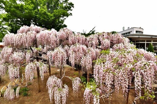 開花速報!! 足利花公園 淡紅紫藤滿開!! - 太陽網