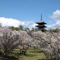 仁和寺的「御室櫻」京都最晚開的櫻 - 太陽網