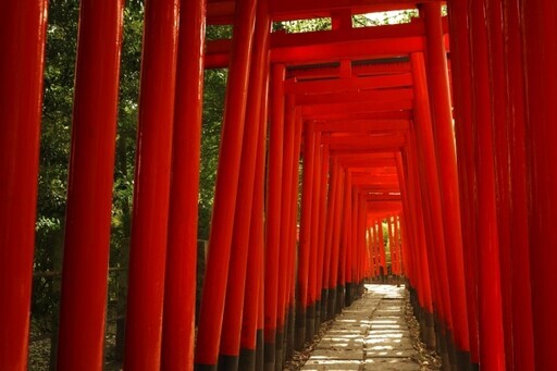 日本三大杜鵑花祭 “文京杜鵑花祭” - 太陽網