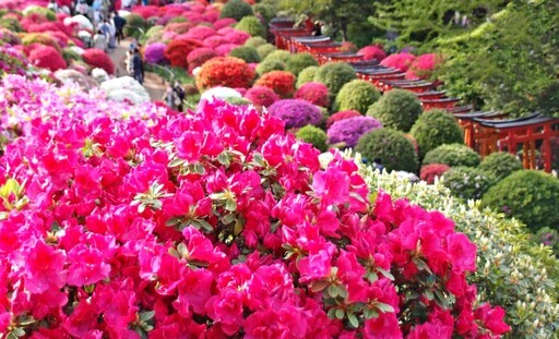 日本三大杜鵑花祭 “文京杜鵑花祭” - 太陽網