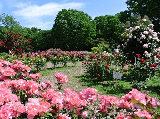 代代木公園春季玫瑰節 - 太陽網