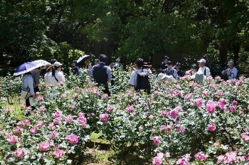 代代木公園春季玫瑰節 - 太陽網