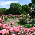 代代木公園春季玫瑰節 - 太陽網