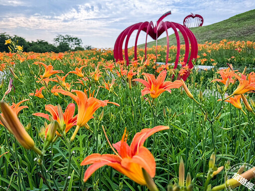 母親節應景賞花遊 西台灣不能錯過四處金針花海 - 旅遊經