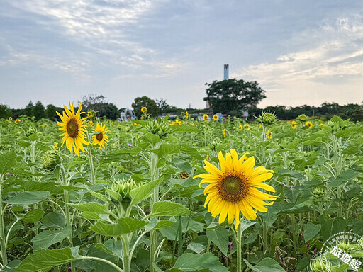 母親節應景賞花遊 西台灣不能錯過四處金針花海 - 旅遊經