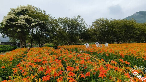 母親節應景賞花遊 西台灣不能錯過四處金針花海 - 旅遊經