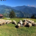 5月南投最對味 善用旅程規劃App與共享租車服務好康多 - 太陽網