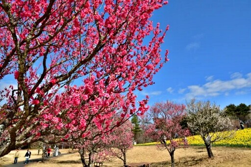 常陸海濱公園 黃澄澄的水仙花海 - 太陽網