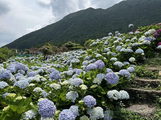 2025竹子湖繡球花季 - 太陽網
