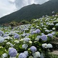 2025竹子湖繡球花季 - 太陽網