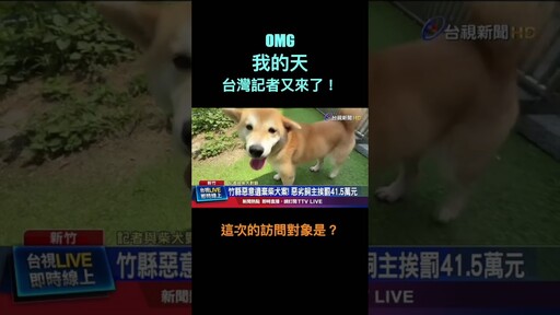 你要不要講一下當時被拋棄的心情 羅比拍短片 柴犬 - 羅比頻道