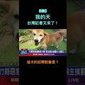 你要不要講一下當時被拋棄的心情 羅比拍短片 柴犬 - 羅比頻道