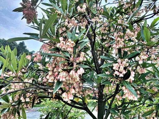 新生公園的水石榕盛開了 - 太陽網