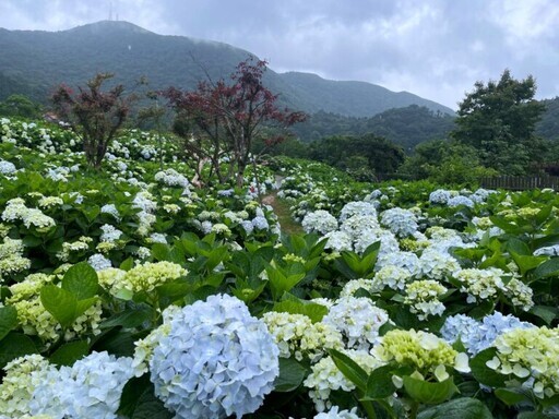 竹子湖繡球花接力盛開 - 太陽網