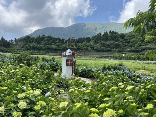 竹子湖繡球花接力盛開 - 太陽網