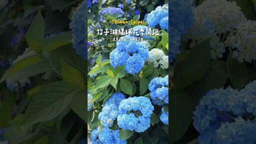 2025竹子湖繡球花季開跑 - Guang小光