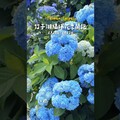 2025竹子湖繡球花季開跑 - Guang小光