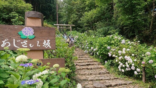 繡球花季與文化祭典輪番登場，日本栃木驚豔這一夏 - 太陽網