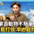 【羊可以換老婆】蒙古人的資產竟然不是錢，而是動物！圓糖說書EP2 - 圓糖混哪裡