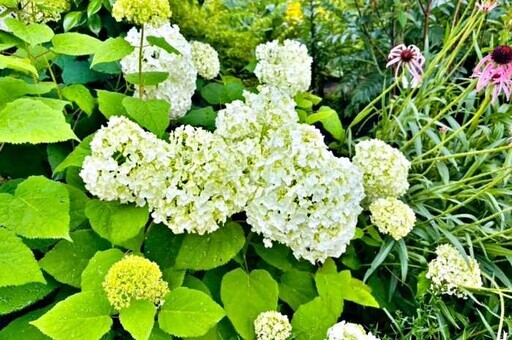 大和觀音「繡球花迴廊」 - 太陽網