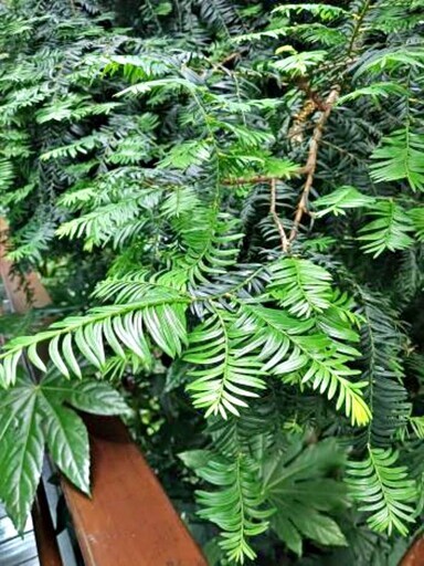 臺北典藏植物園遇見紅豆杉 - 太陽網