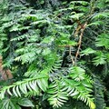 臺北典藏植物園遇見紅豆杉 - 太陽網