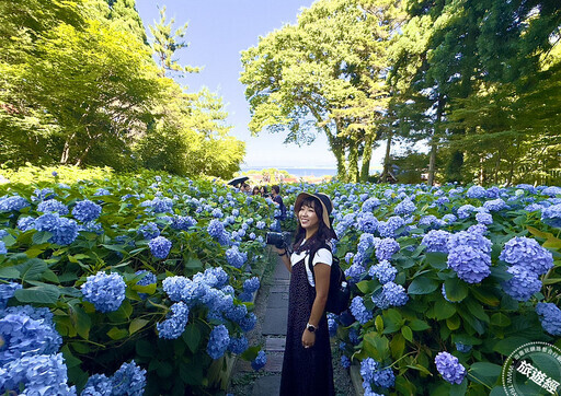 日本秋田縣的紫陽花奇蹟 一場與夏日的浪漫約會 - 旅遊經