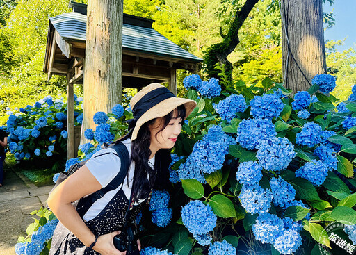 日本秋田縣的紫陽花奇蹟 一場與夏日的浪漫約會 - 旅遊經