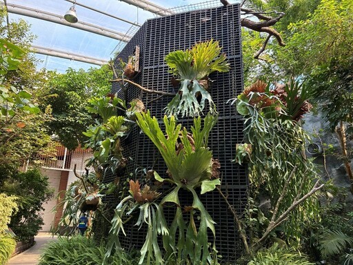 探索蕨類的生態奧秘 - 太陽網