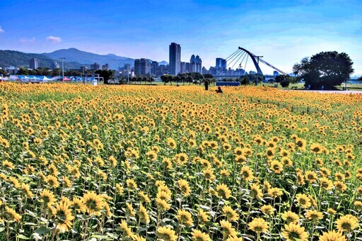 大佳河濱公園向日葵盛開 - 太陽網